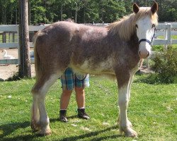 Pferd Possum Hollow Quazi (Clydesdale, 2009, von Homer Superfine)