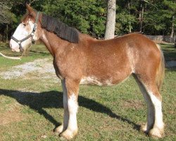 horse Possum Hollow Missy (Clydesdale, 2009, from Homer Superfine)