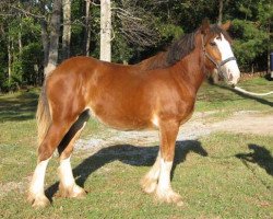 Pferd Possum Hollow Diamond (Clydesdale, 2009, von Homer Superfine)