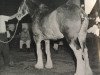 broodmare Portia 5969 (Clydesdale, 1965, from Little Ceaser)