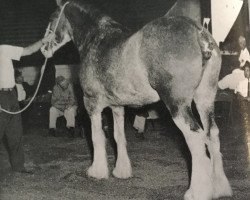 Zuchtstute Portia 5969 (Clydesdale, 1965, von Little Ceaser)