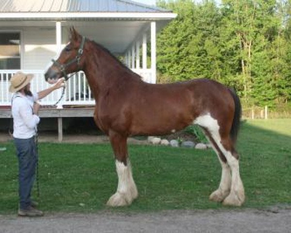 Zuchtstute Pokey 25632 (Clydesdale, 2010, von Warrior 23208)