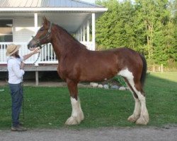 broodmare Pokey 25632 (Clydesdale, 2010, from Warrior 23208)