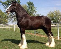 horse Plunton Ruairidh Struan (Clydesdale, 2005, from Oakwood Classic Winston)