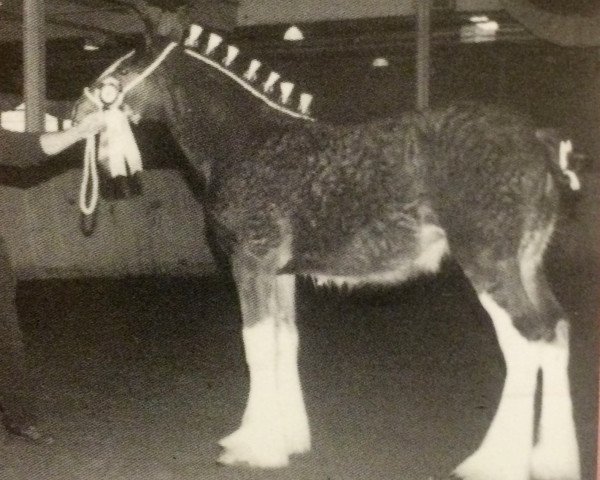 Zuchtstute Plunton Morfydd Saraid (Clydesdale, 2002, von Thistle Ridge Argyll Enhancer)