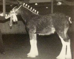 broodmare Plunton Morfydd Saraid (Clydesdale, 2002, from Thistle Ridge Argyll Enhancer)