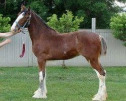 Pferd Coughlin's Goldie (Clydesdale, 2012, von Clydesdale Creek's Jeremiah)