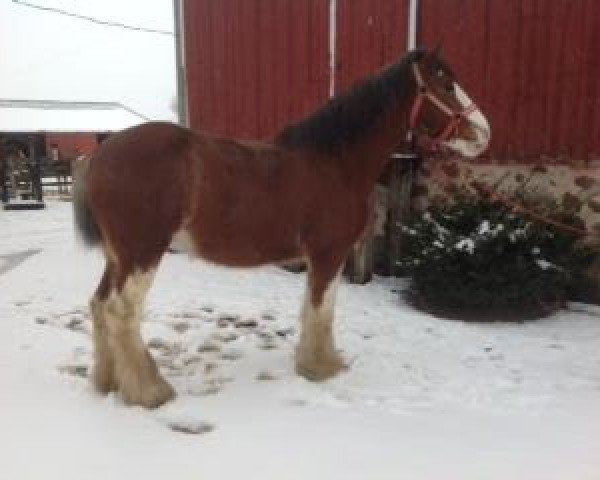 Zuchtstute Plunton Kerra Muireann (Clydesdale, 2005, von Thistle Ridge Argyll Enhancer)