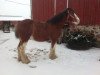 broodmare Plunton Kerra Muireann (Clydesdale, 2005, from Thistle Ridge Argyll Enhancer)