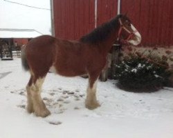 broodmare Plunton Kerra Muireann (Clydesdale, 2005, from Thistle Ridge Argyll Enhancer)