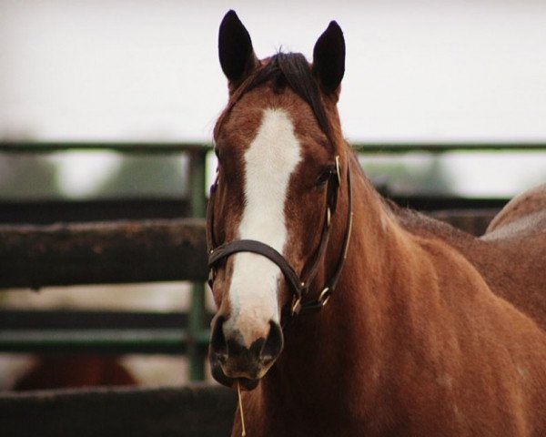 Pferd Colerful Chrome xx (Englisches Vollblut, 2018, von California Chrome xx)