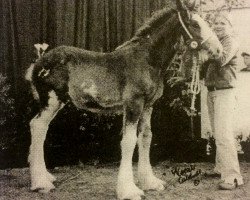 horse Plunton Dafydd Raibeart (Clydesdale, 2003, from Torrs Buster)