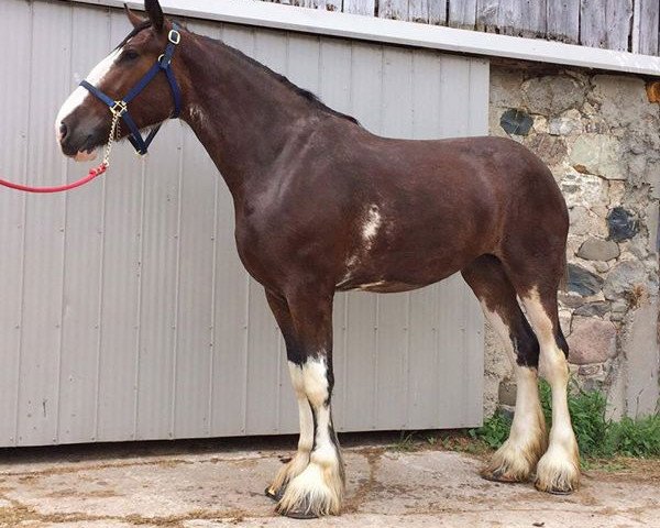 Pferd Pleasant Rose Jazz (Clydesdale, 2014, von Armbro Shea)