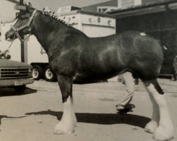 Zuchtstute Plainsview Ann (Clydesdale, 1994, von Plainsview Gilly)