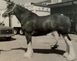 broodmare Plainsview Ann (Clydesdale, 1994, from Plainsview Gilly)