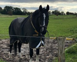 dressage horse Donally 2 (Hanoverian, 2007, from Don Crusador)