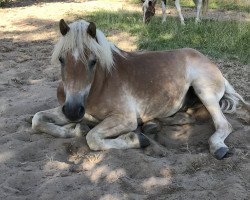 horse Olaf (Haflinger, 1999, from Walzerkönig)