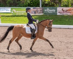 broodmare Veruschka (German Riding Pony, 2003, from Valido)