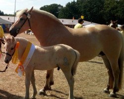 broodmare Letitia (Fjord Horse, 2011, from Mr. Tveiten N.2591)