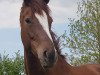 dressage horse Descara W (Hanoverian, 2015, from Dr. Watson)