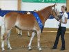 broodmare Diva S (Edelbluthaflinger, 2009, from Weritas (3,125% ox))