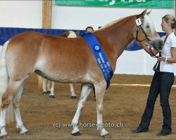 broodmare Diva S (Edelbluthaflinger, 2009, from Weritas (3,125% ox))