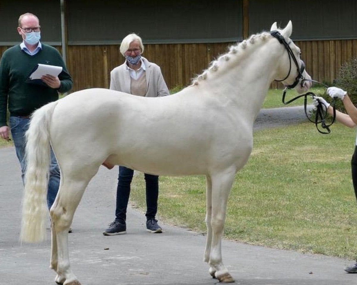stallion Dai Ti Sento (German Riding Pony, 2016, from Dating AT NRW)