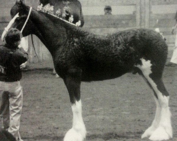 Pferd Pinnacle's Shyne (Clydesdale, 2002, von Greendykes Reflection)