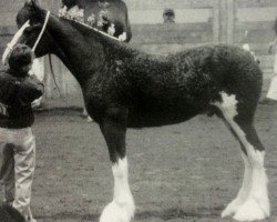 horse Pinnacle's Shyne (Clydesdale, 2002, from Greendykes Reflection)