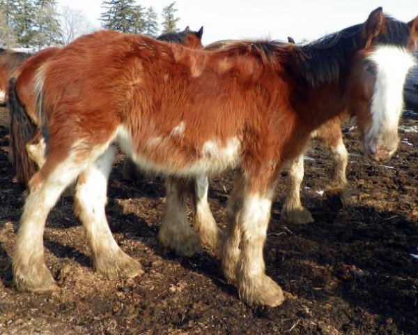 horse Osage Sven (Clydesdale, 2014, from Pinnacle's Prelude Johnny)