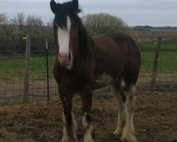 stallion Pinnacle's Prelude Johnny (Clydesdale, 2009, from Birky's Pride Preludes Hercules)