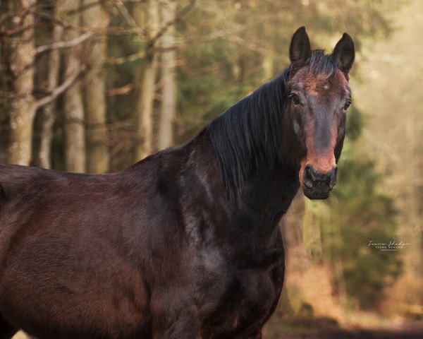 Springpferd Efendi Flip (Hannoveraner, 2007, von Euroking)