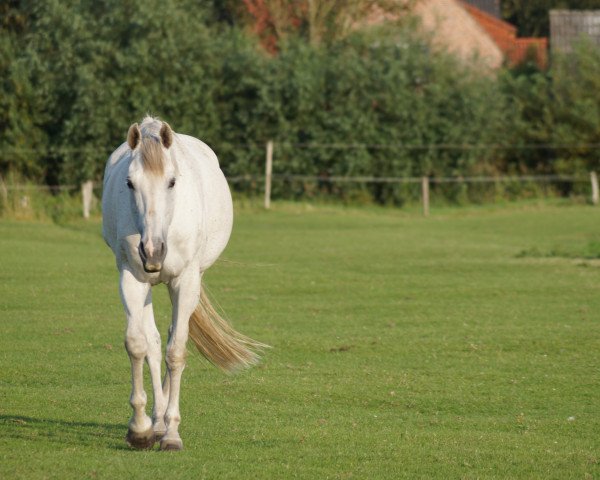 broodmare Tansania I (Holsteiner, 2003, from Parco xx)
