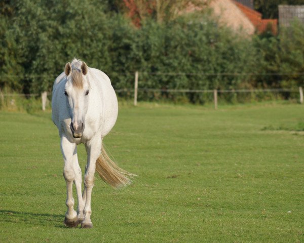 Zuchtstute Tansania I (Holsteiner, 2003, von Parco xx)