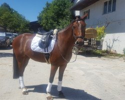 dressage horse Chicago (Mecklenburg, 2010)