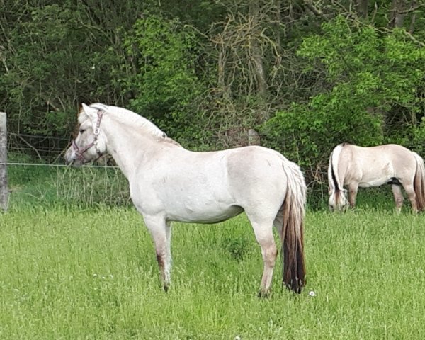 Zuchtstute Ida (Fjordpferd, 2015, von Tsjalle)