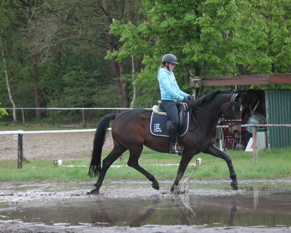 dressage horse Fasination (Hanoverian, 2015, from Fürst Belissaro)