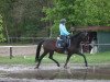 dressage horse Fasination (Hanoverian, 2015, from Fürst Belissaro)