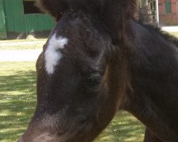 dressage horse Keep Gold R (Oldenburg,  , from For Gold OLD)