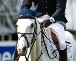 broodmare Bmc Okometa (KWPN (Royal Dutch Sporthorse), 1996, from Mr Blue)