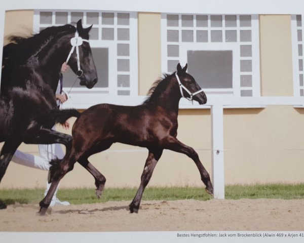 Pferd Jack vom Brockenblick (Friese, 2019, von Alwin 469)