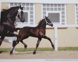 horse Jack vom Brockenblick (Friese, 2019, from Alwin 469)