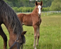 dressage horse Nelson W (German Riding Pony, 2020, from Neverland WE)