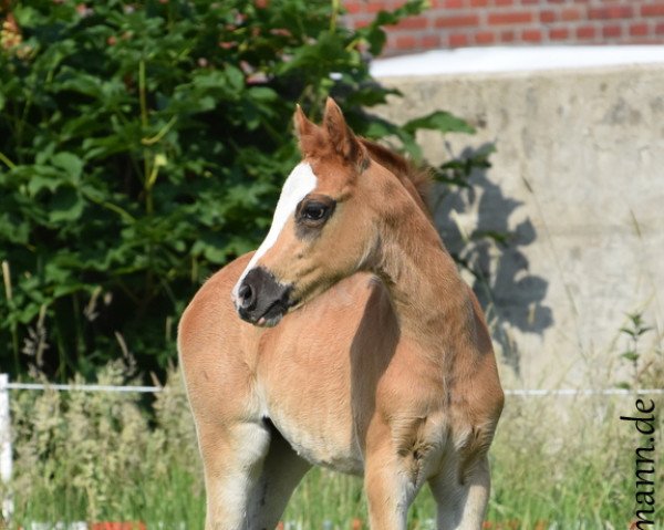 dressage horse Danny Sahne (German Riding Pony, 2018, from Diamond Touch NRW)