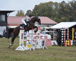 broodmare Floradonna (Hanoverian, 2010, from Farewell III)