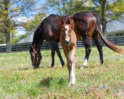 horse Hengst von Curlin xx (Thoroughbred, 2020, from Curlin xx)