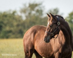 horse Hengst von Into Mischief xx (Thoroughbred, 2021, from Into Mischief xx)