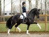 stallion For Ferrero (Hanoverian, 2014, from For Romance I)