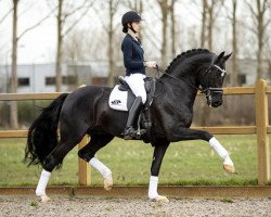 stallion For Ferrero (Hanoverian, 2014, from For Romance I)