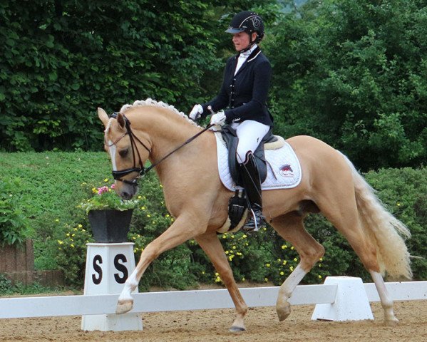 dressage horse Casino Gold (German Riding Pony, 2015, from Casino Royale K WE)